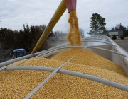 “الحبوب” تبدأ بصرف مستحقات الدفعة الثالثة لمزارعي القمح المحلي