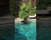 دب يتسلل لمنزل أمريكي للاستمتاع بحمام السباحة