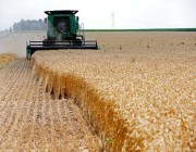 روسيا البيضاء تقدم اقتراحًا لحل أزمة تصدير الحبوب الأوكرانية