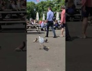 طائر يخطف الطعام أكثر من مرة من طاولة في متنزه بلندن