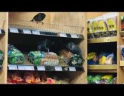 طيور تأكل من مخبوزات معروضة في متجر بمدينة سيدني الأسترالية