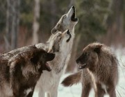 ظهور 13 ذئبًا فوق حافات جبل طويق بالحريق (فيديو)