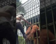 غوريلا يثير رعب شاب إندونيسي بسحبه نحو قفصه داخل حديقة حيوان