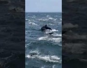 مجموعة من الدلافين تسبح على سطح البحر