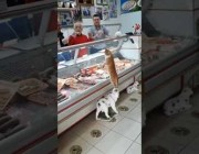 مشهد طريف لجزار تركي يطعم قطة تسللت لداخل متجره
