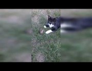 مشهد غير معتاد لقط يلاعب فأراً بأحد منتزهات صربيا