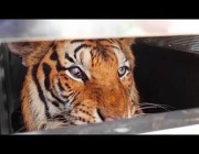 نقل 3 نمور ودب من حديقة حيوان أغلقت أبوابها في تايلاند