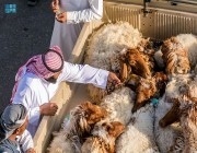 115,641 ألف رأس من الأضاحي يستقبلها مهرجان أَضحيتي 43 بمدينة الأنعام ببريدة
