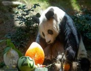 هونغ كونغ تنهي حياة الباندا العملاق الأكبر سناً في العالم