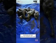 اكتشاف مومياء “ماموث” عمرها 3 آلاف عام في منجم ذهب بأمريكا