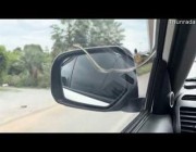 ثعبان عالق في الزجاج الأمامي لمركبة أثناء القيادة في كاليفورنيا