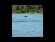 حيوان الموظ يستمتع بالسباحة في نهر أمريكي