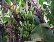 دراسة: تناول الموز الأخضر يحميك من مرض خطير