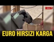 غراب ينشل 100 يورو من حقيبة سائحة في فندق بتركيا