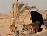 فيديو كويتية تذهب للبر يوميا لسقي الكلاب وإطعامها #إنسانية