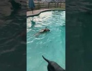 كلب وبطة يقضيان أوقاتاً ممتعة داخل مسبح في أحد المنازل