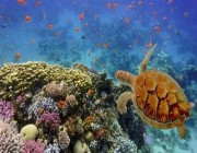 “البيئة” تعتزم إنشاء مؤسسة للمحافظة على الشعب المرجانية والسلاحف في البحر الأحمر. .. وهذه مهامها