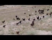 آلاف الدجاجات المدربة تتصدى للجراد في إقليم شينغيانغ الصيني