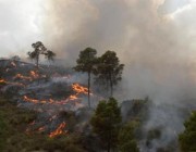 أودت بحياة 38 شخصاً.. الجزائر تعلن السيطرة على حرائق الغابات وتفتح تحقيقاً