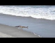 الأفعى المجلجلة تستمتع بالمياه على شاطئ ولاية كارولينا