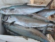“البيئة” تحظر صيد أسماك “الكنعد” على ساحل الخليج العربي لمدة شهرين