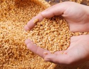 بقيمة 57 مليون ريال.. “الحبوب” تصرف مستحقات الدفعة الـ11 لمزارعي القمح المحلي