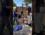 تحرير غزال علق في سياج حديدي بمجمع سكني في تكساس
