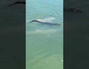 تمساح يحاول الهرب من أسماك القرش في بحيرة أمريكية