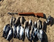 خطر يهدد عشاق طيور الصيد.. لحوم محشوة بشظايا الرصاص