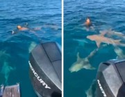 شاهد.. فيديو مثير لشاب يسبح وسط أسماك القرش العملاقة