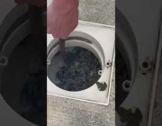 عائلة أمريكية تنظف حمام السباحة في منزلها بعد أن غزتها الضفادع