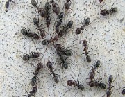 كيف تتخلص من النمل بطرق آمنة وفعالة؟.. خبير زراعي يوضح