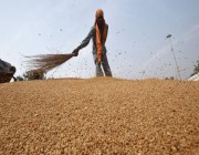 للحد من ارتفاع الأسعار .. الهند تفرض قيودا على تصدير دقيق القمح