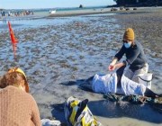 محاولات لإنقاذ 10 دلافين جانحة على شاطئ بنيوزيلندا