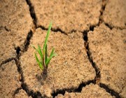 «مكافحة التصحر»: تسجيل 110 مخالفات إضرار بالبيئة داخل الغطاء النباتي في عسير