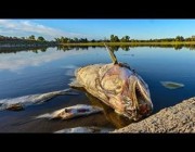 نفوق آلاف الأسماك في نهر “أونر” ببولندا بسبب النفايات الكيميائية