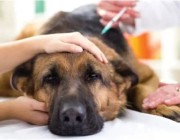 يقتل الكلاب في 3 أيام.. أمريكا تعلن انتشار مرض غامض