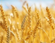 “الحبوب” تصرف مستحقات الدفعة الـ14 لمزارعي القمح المحلي