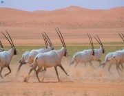 انضمام “محمية الملك عبدالعزيز الملكية” للاتحاد الدولي لحماية الطبيعة