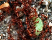 رقم فلكي.. دراسة توضِّح عدد النمل الذي يستوطن كوكب الأرض