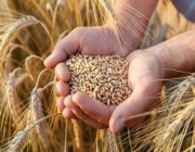 “الحبوب” تصرف 9 ملايين ريال مستحقات الدفعة الـ 15 لمزارعي القمح المحلي