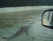 سمكة قرش تسبح في أحد شوارع فلوريدا الأمريكية بسبب إعصار “إيان”