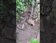 إنقاذ كلب سقط في حفرة وعلق في الطين داخلها