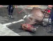 حصان يسقط في شوارع نيويورك وصاحبه يواجه العقوبة بتهمة تزوير عمره