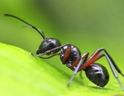 “رقم مهول”.. علماء يكشفون عدد النمل في العالم