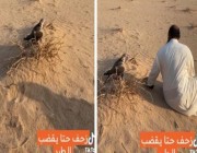 شاهد.. مقطع طريف لمواطن يحاول القبض على “صقر” وسط منطقة صحراوية
