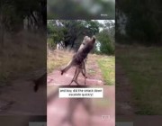 عراك عنيف بين حيواني كنغر في محمية طبيعية بأستراليا