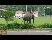 فيل يقتحم ملعب كرة قدم بالهند