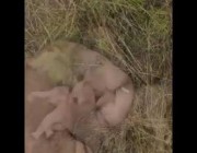 قطيع من الأفيال يغطّ في نوم عميق بعدما قطع مسافة 500 كيلومتر في جنوب الصين