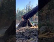 لحظة سقوط شجرة عملاقة بعد قطعها في كاليفورنيا